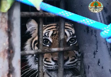 Warga RKE Panik, Dua Ekor Harimau Masuk Perladangan