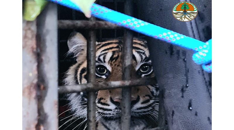 Warga RKE Panik, Dua Ekor Harimau Masuk Perladangan